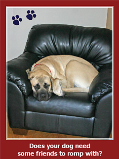 happy tails doggy care