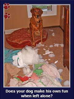 happy tails doggy care